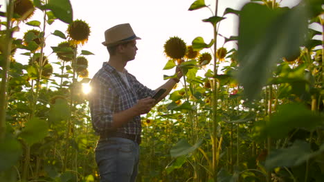 Modern-farmer-with-a-tablet-computer-studying-sunflowers.---Keep-records-of-the-farm.-Internet-technologies-and-applications-of-irrigation-management-crop-control.-PH-States.